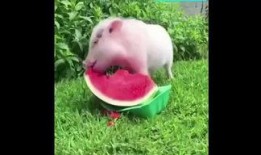 吃瓜小猪,揭秘娱乐圈那些不为人知的幕后故事