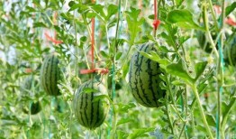 瓜云.中国在线吃瓜,在线吃瓜，畅享娱乐盛宴