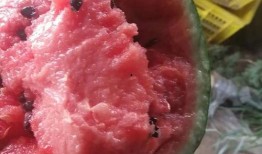 夏天吃小吊瓜,小吊瓜的清凉之旅