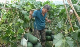 枫起南粤吃瓜,吃瓜群众的热议焦点