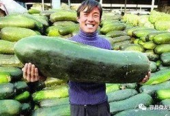 枫起南粤吃瓜,吃瓜群众的热议焦点