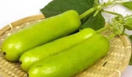 葫芦瓜种可以吃吗,葫芦瓜种植与食用价值解析