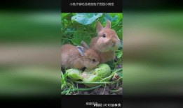 兔子可以吃哪些瓜,探索适合兔子的瓜类美食