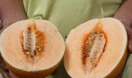 吸蜜可以吃瓜嘛