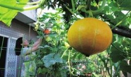 南方电网吃瓜,揭秘电力江湖中的“吃瓜”风云