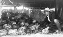 岳阳吃瓜群众事件视频,一场网络视频引发的全民热议