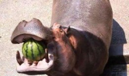 河马吃瓜翻车视频