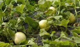 吃瓜50,一场关于美食与生活的深度对话