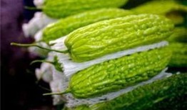 绿叶瓜孕妇可以吃吗