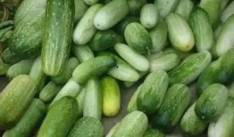 沭阳烧瓜吃,烧瓜吃，传承与创新的味道