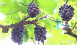 吃瓜系统江月漾,揭秘吃瓜系统背后的神秘力量