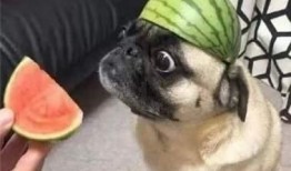 吃瓜你吃什么瓜是什么歌,揭秘根据吃瓜你吃什么瓜背后的故事