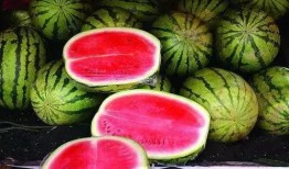 吃瓜小能手辽宁,吃瓜小能手带你领略东北美食风情