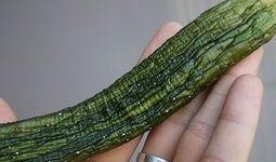 梦到吃小脆瓜,小脆瓜引发的奇幻之旅