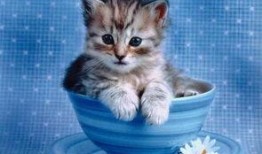 豆瓣 吃瓜小喵 交友,趣味互动，邂逅志同道合的朋友