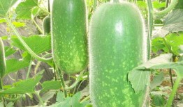 半城吃瓜,揭秘都市里的闲言碎语与生活百态