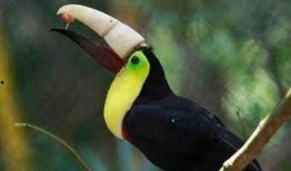 尼加拉瓜吃巨嘴鸟,居民共享巨嘴鸟美食文化