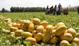 吃荔枝后能不能吃哈密瓜,食用搭配探讨