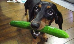 小狗吃瓜就拉稀,揭秘瓜类对狗狗的危害