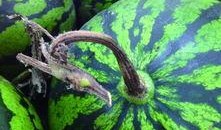 吃红瓜好吗,吃红瓜真的好吗？揭秘其健康奥秘