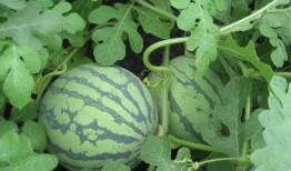 吃瓜庶母,吃瓜庶母的宫廷生存记