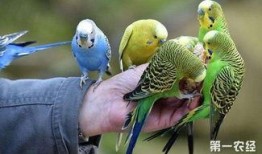 虎皮鹦鹉吃八月瓜好吗,虎皮鹦鹉食用八月瓜的适宜性探讨