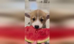 小狗吃瓜就拉稀,揭秘瓜类对狗狗的危害