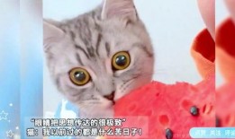猫猫可以吃瓜,瓜果飘香，猫咪的夏日美味之旅