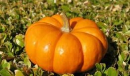 梦见吃弧瓜,弧瓜美食之旅