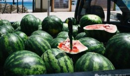 光遇里面的吃瓜,瓜田里的奇幻冒险之旅