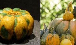 朝宋吃瓜,宫廷吃瓜，揭秘皇权背后的宫廷秘闻