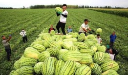 这个季节没瓜吃,无瓜不欢——探寻当季瓜果盛宴”