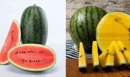 可欺 吃瓜人,揭秘现代社会的生存法则