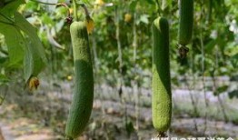 吃嫩瓜芽怎么吃,探索吃嫩瓜芽的多种吃法