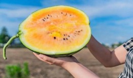 吃瓜系统特色,网络舆论场中的“瓜农”与“瓜果”