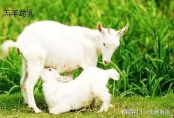 晴天小羊吃瓜,晴天小羊的甜蜜瓜果时光