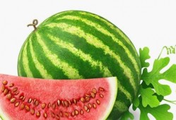 多肉小野吃瓜,多肉小野的瓜田奇遇记