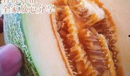 东方甜蜜瓜怎么吃,多味食法，尽享夏日清新