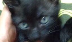 猫咪可以吃石瓜,揭秘石瓜的独特魅力