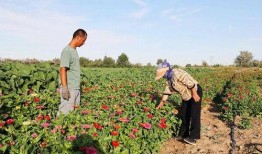 缆车阿勒泰吃瓜,夏日避暑胜地，吃瓜赏景两不误