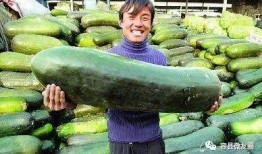 吃瓜50,一场关于美食与生活的深度对话