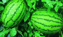 临朐最新吃瓜事件,揭秘最新网络热议事件背后的真相