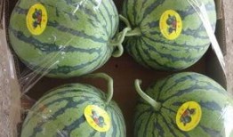 沛县最新吃瓜,揭秘当地热门事件背后的真相