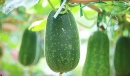 完全体小张吃瓜,揭秘完全体小张的瓜界传奇