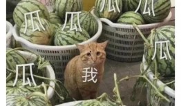 八卦大瓜吃瓜图片大全,揭秘吃瓜图片背后的精彩故事