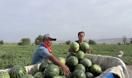 都来瓦窑吃瓜,共享夏日清凉瓜果盛宴