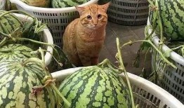 卖吃瓜视频获利