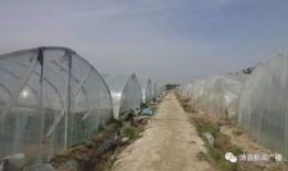 沛县最新吃瓜,揭秘当地热门事件背后的真相