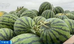 安德烈吃瓜,揭秘瓜界风云人物