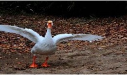 大白鹅吃瓜,大白鹅的夏日瓜果盛宴